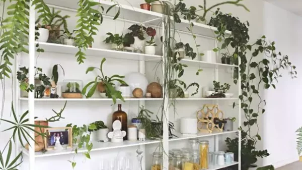 Choosing The Best Plant Shelves For Your Indoor Garden