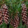 Conifer plant