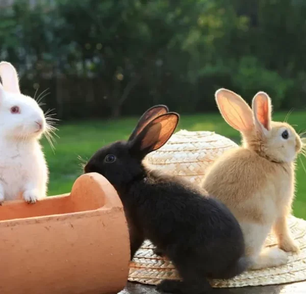 rabbit cage accessories