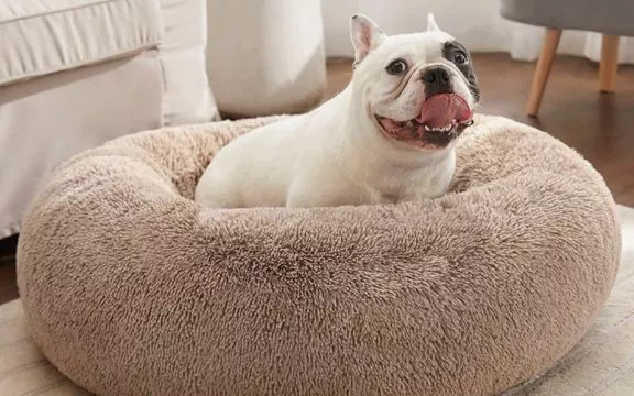 Temu pet products | Hermagic