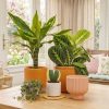 large indoor plants UK | Hermagic