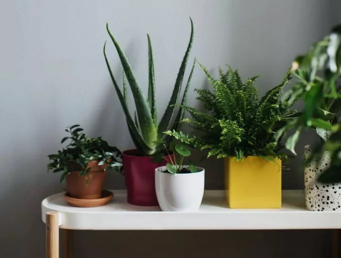 large indoor plants UK | Hermagic