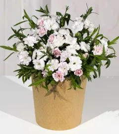 large indoor plants UK | Hermagic