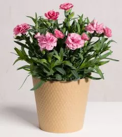 large indoor plants UK | Hermagic