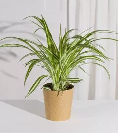 large indoor plants UK | Hermagic
