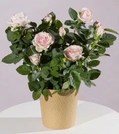large indoor plants UK | Hermagic
