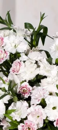 large indoor plants UK | Hermagic