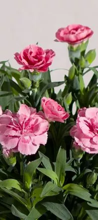 large indoor plants UK | Hermagic