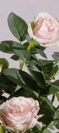 large indoor plants UK | Hermagic