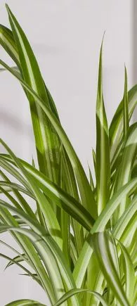 large indoor plants UK | Hermagic