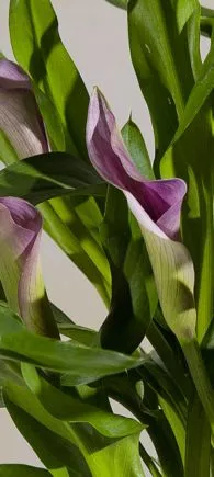 large indoor plants UK | Hermagic