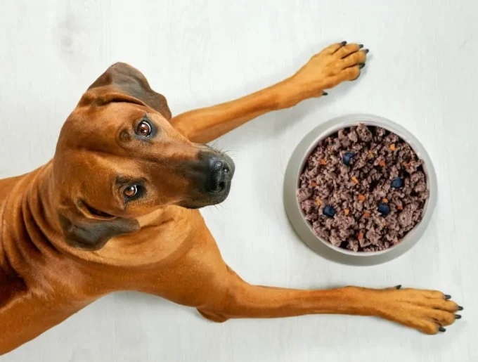 Dog-lying-near-its-bowl-full-of