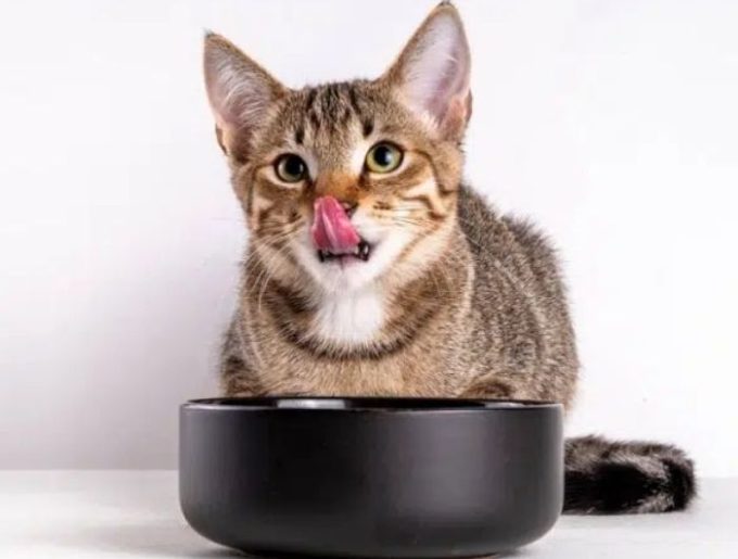 Untitled design - 2026-01-23T114106.815