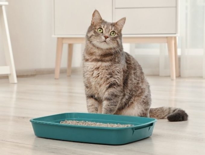 Untitled design - 2026-01-23T155010.509